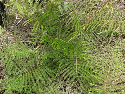 Mimosa foliolosa, 2021-11-20