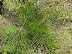 Mimosa foliolosa