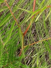 Mimosa foliolosa