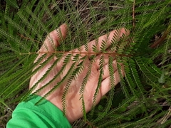 Mimosa foliolosa