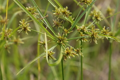 Cyperus ochraceus