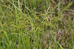 Cyperus ochraceus