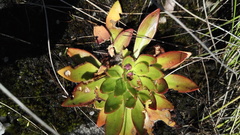 Craterostigma wilmsii