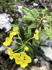 Stigmaphyllon sagraeanum