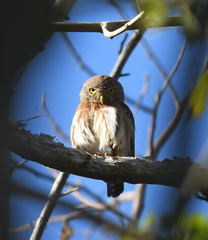 Glaucidium palmarum