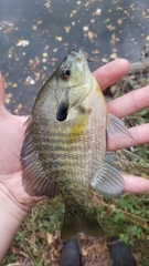 Lepomis auritus × macrochirus