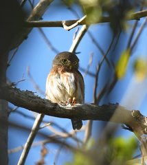 Glaucidium palmarum