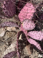 Opuntia azurea