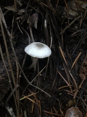 Leucocoprinus brebissonii