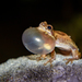 Slender Bleating Tree Frog - Photo (c) Louis Backstrom, some rights reserved (CC BY-NC), uploaded by Louis Backstrom