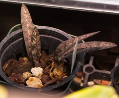 Eulophia spathulifera