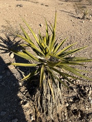 Yucca schidigera