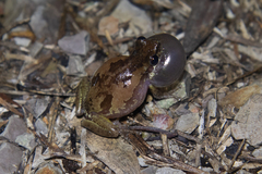 Litoria balatus