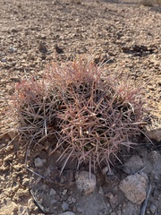 Homalocephala polycephala polycephala