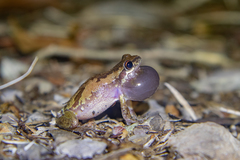 Litoria balatus