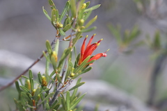 Lambertia multiflora multiflora