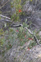 Lambertia multiflora multiflora