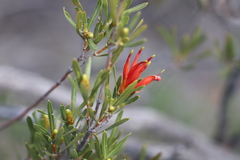 Lambertia multiflora multiflora