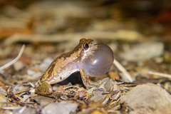 Litoria balatus