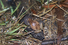 Litoria balatus