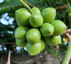 Artabotrys hexapetalus