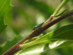Bucephalogonia xanthophis