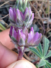 Lupinus microcarpus