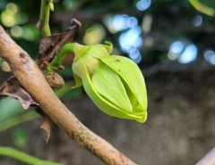 Artabotrys hexapetalus