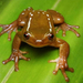 Boca Do Mato Tree Frog - Photo (c) 
Rony P.S. Almeida, some rights reserved (CC BY)