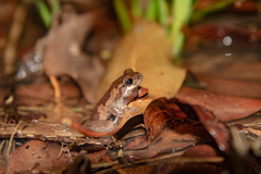 Litoria balatus
