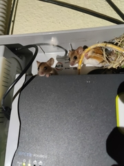 Vandeleuria oleraceus