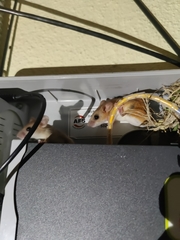 Vandeleuria oleraceus