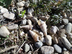 Thiaridae