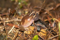 Litoria balatus
