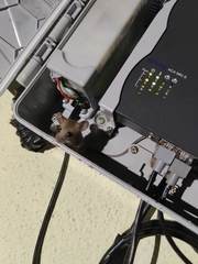 Vandeleuria oleraceus