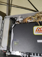 Vandeleuria oleraceus