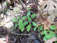 Phacelia bolanderi