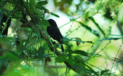 Cyanocompsa parellina