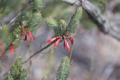 Melaleuca eriocarpa