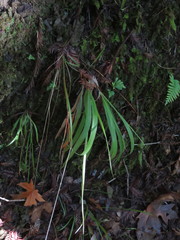 Anthoxanthum occidentale