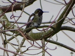 Calypte anna
