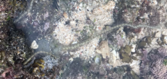 Macrophiothrix