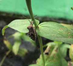 Acanthocoris sordidus