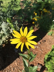 Silphium gracile