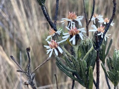 Linochilus rupestris