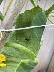 Diaea ambara