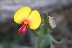 Isotropis cuneifolia