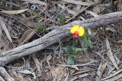 Isotropis cuneifolia