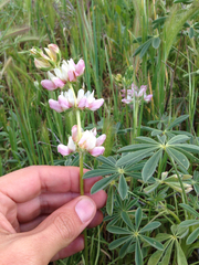 Lupinus microcarpus