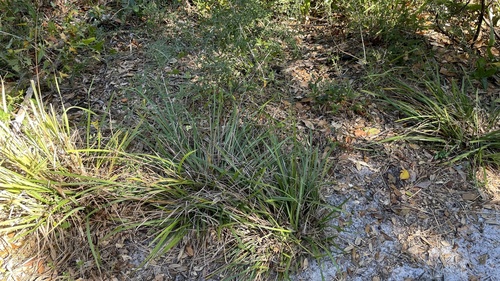 Scleria triglomerata image